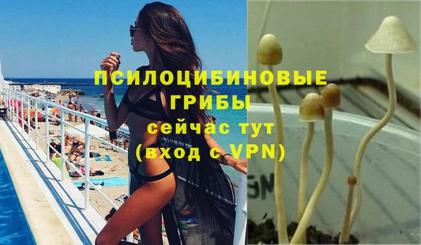 прущие грибы Инта
