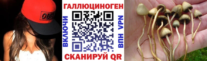 Купить закладки  Соль-Илецк  Псилоцибиновые грибы мицелий 